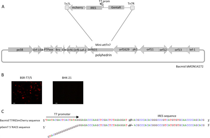 FIG 1