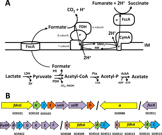 FIG 1