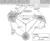 Fig. 2.