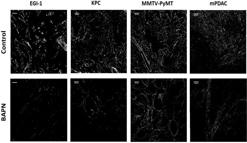 Figure 3—figure supplement 1.