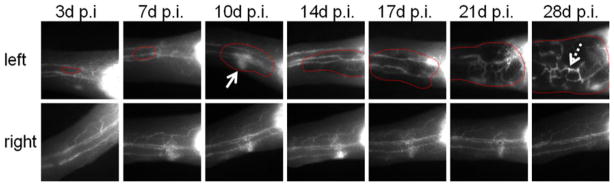 FIGURE 4