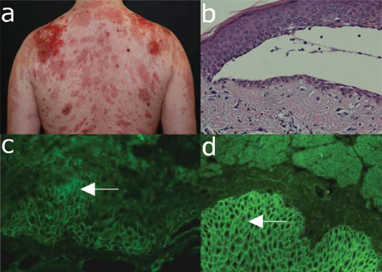 Fig. (2)