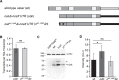 Figure 1—figure supplement 2.