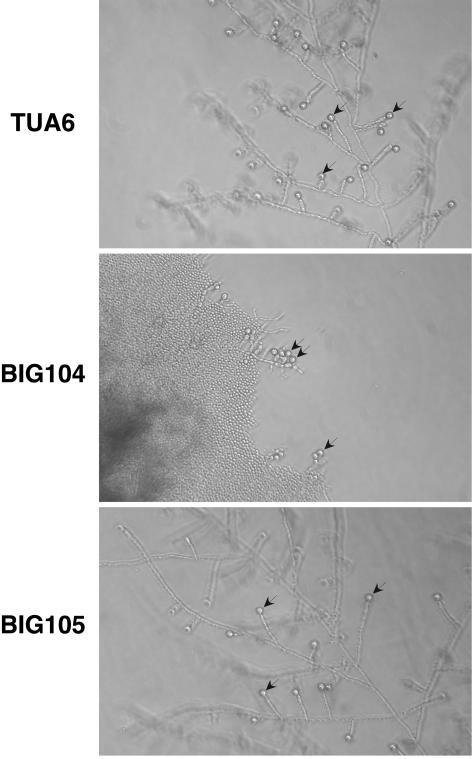 FIG. 6.