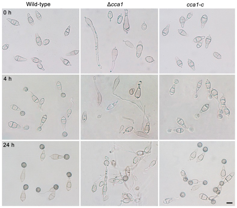 Figure 5