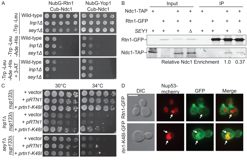 FIGURE 4: