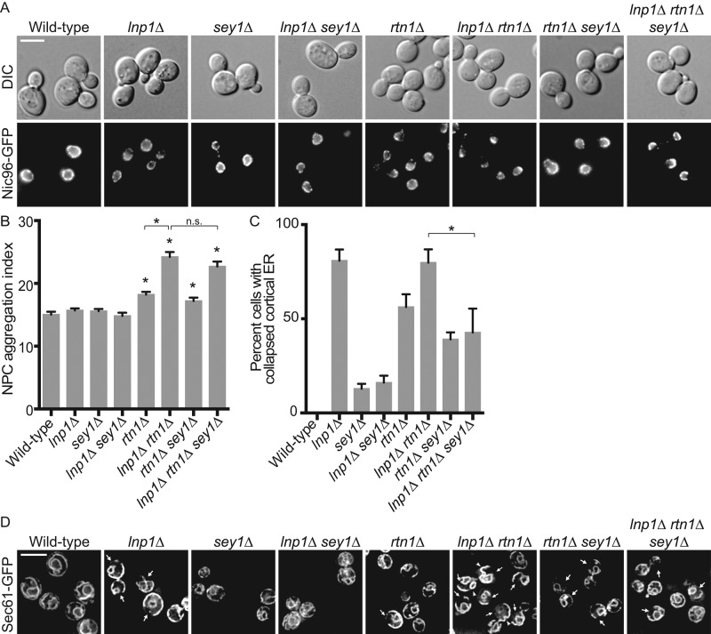 FIGURE 1: