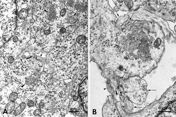 Fig. 8.