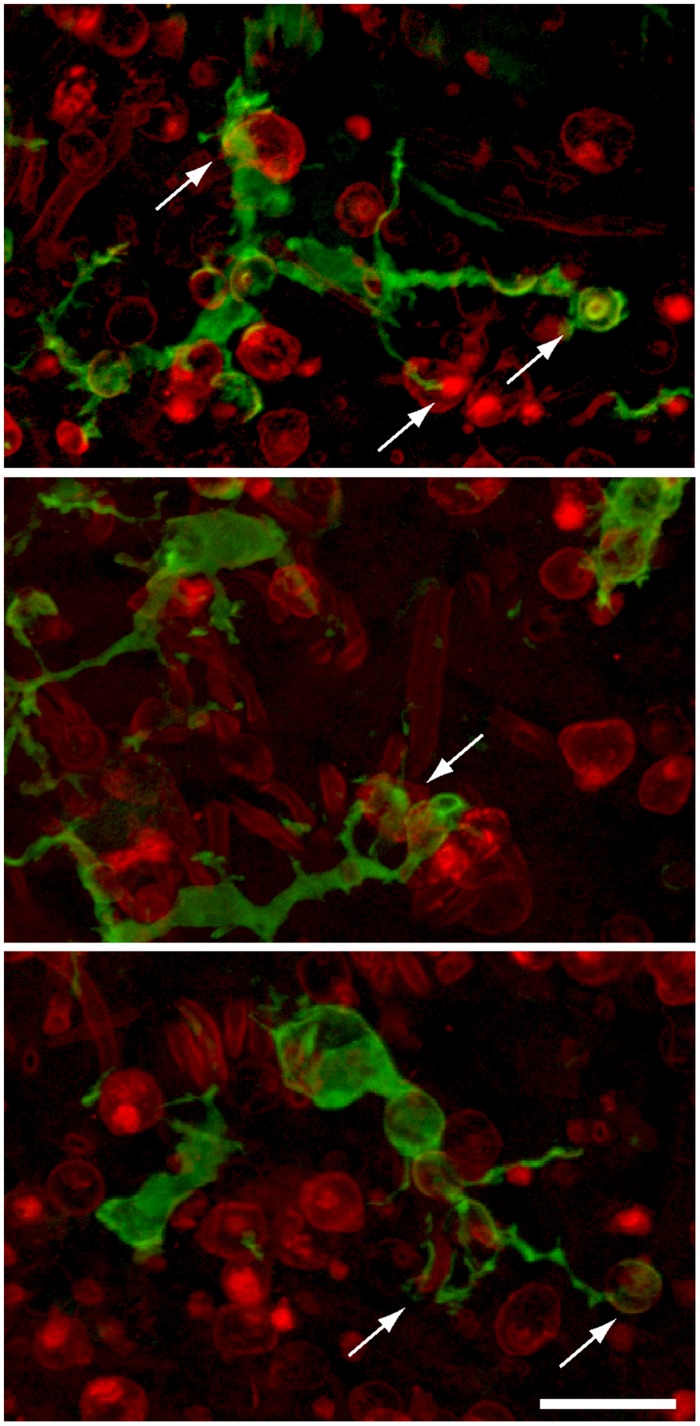 FIGURE 5