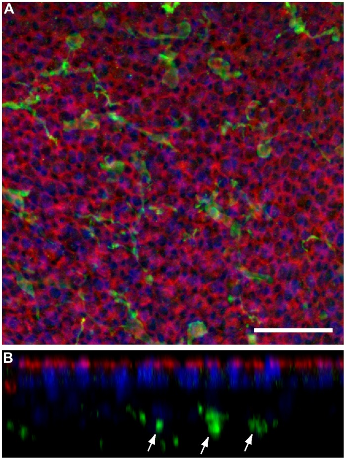 FIGURE 3