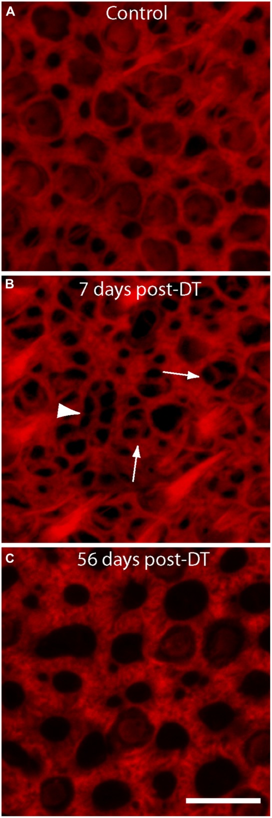 FIGURE 2