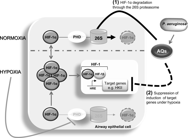 Fig 5