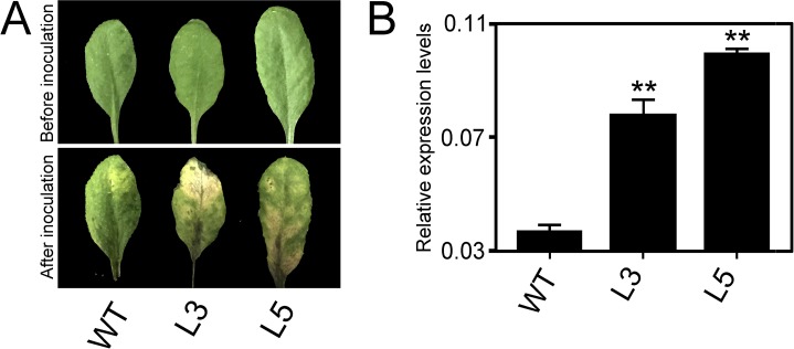 Fig 5