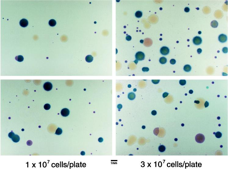 FIG. 2