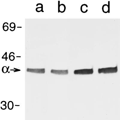 FIG. 5