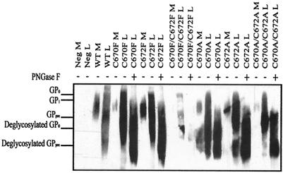 FIG. 5.