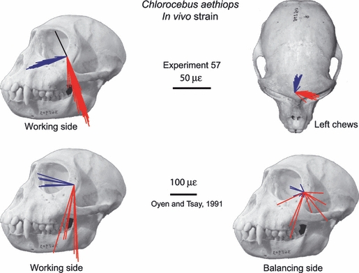 Fig. 17