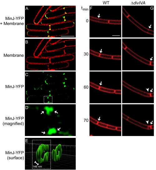 FIG 5 