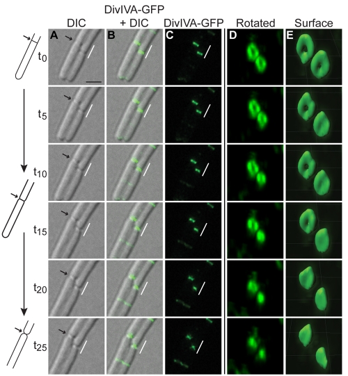 FIG 6 