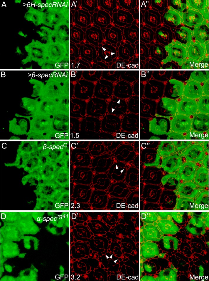 Figure 1—figure supplement 2.