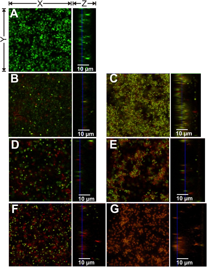 Fig 6