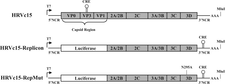 FIG 2