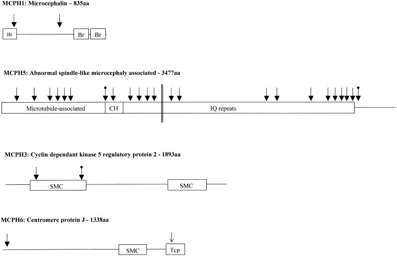 Figure  1