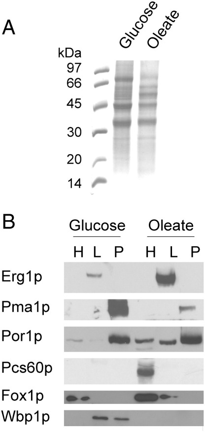 Fig. 5