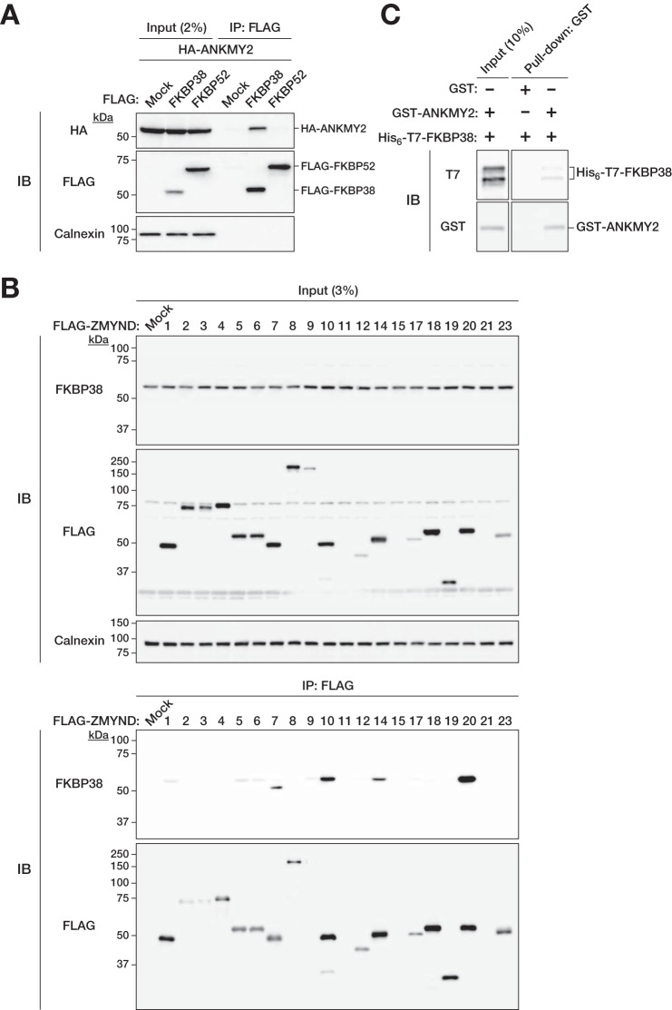 FIGURE 2.