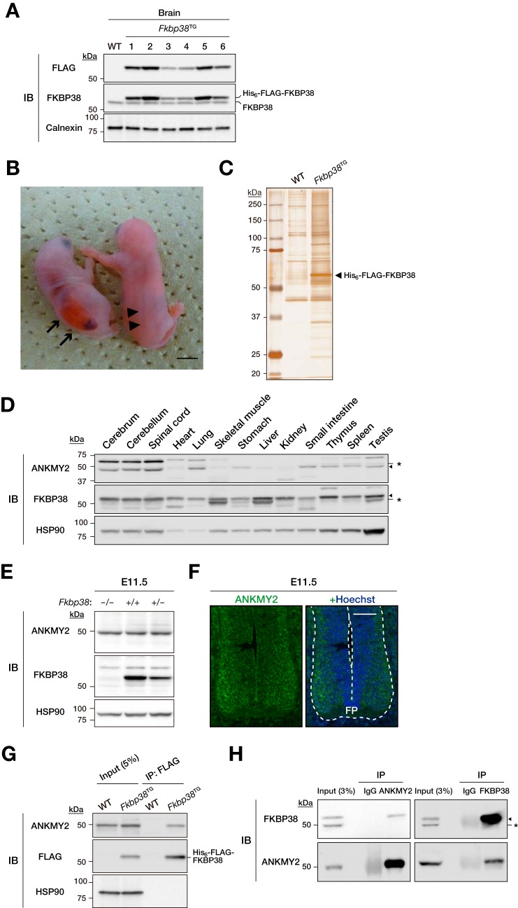 FIGURE 1.