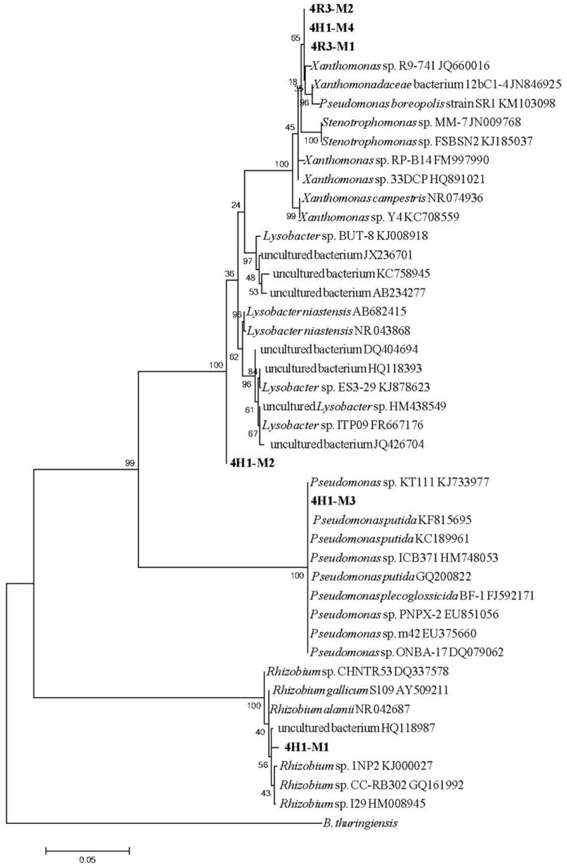 FIGURE 3