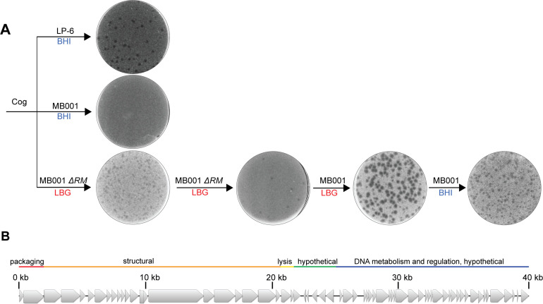 Figure 1—figure supplement 1.