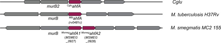 Figure 7—figure supplement 1.