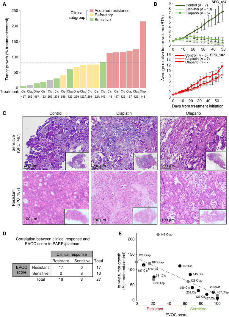 Figure 2. Efficacy of cisplatin and olaparib in preclinical models and correlation to clinical response. A, In vivo antitumor activity of PARPi (olaparib) and cisplatin in glBRCA PDAC PDXs. Tumor growth (y-axis) for each PDX model after 28 to 52 days (x-axis) of cisplatin (2 mg/kg; i.p.; once weekly) or olaparib (50 mg/kg; i.p.; 5 days on/2 days off) treatment. The dashed line represented a 70% threshold for sensitivity. Columns color code models by the clinical subgroup of response to platinum/PARPi at the time of tissue acquisition (green, sensitive; yellow, refractory; red, acquired resistance; and gray, unknown). B, Tumor growth curves of sensitive (SPC_467; top) and acquired resistance (SPC_187) models. Average relative tumor volume (y-axis) of control, cisplatin-treated (2 mg/kg; i.p; once weekly), and olaparib-treated (50 mg/kg; i.p.; 5 days on/2 days off) mice (n = 6–8 mice/group). C, EVOC H&E representative images of sensitive (SPC_467) and resistant (SPC_187) PDX models. Scale bar indicated in the figure. Insert, magnification ×2.5. D, A 2 × 2 table showing the distribution of responders and nonresponders based on EVOC prediction and clinical actual response to PARPi and platinum agents. E, Correlation between the in vivo and EVOC efficacy for each model and treatment; y-axis, in vivo tumor growth (%); x-axis, EVOC score (0–60 resistant; 61–100 sensitive); black circles [cisplatin (Cis)]; and gray circles [olaparib (Olap)]. r2 = 0.59; P < 0.001.