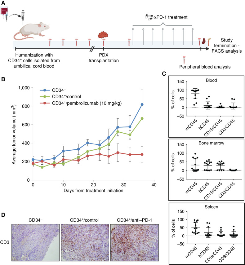 Figure 5. Anti–PD-1 efficacy in a humanized glBRCA2 PDAC PDX model. A, Preclinical illustration of humanized mouse model generation. CD34+ cells were isolated from umbilical cord blood by magnetic beads. Purity was validated by FACS analysis. CD34+ cells or PBS control was injected into 3- to 4-week-old sublethal irradiated NSG mice. Peripheral blood was obtained every 2 to 3 weeks, and human CD45 was assessed. On week 18, a PDX tumor chunk was subcutaneously transplanted to mice and treated with pembrolizumab (10 mg/kg; i.p.) or vehicle control. B, Average tumor volume in nonhumanized mice (blue); humanized control-treated (green) mice; and humanized/pembrolizumab-treated mice (red). C, Immune cell characterization: mouse CD45 (mCD45), human CD45 (hCD45), B cells (CD19), and T cells (CD3) in the blood, spleen, and bone marrow of all mice at study termination. D, IHC staining of tumors demonstrating T-cell infiltrate in the CD34+ engrafted mice. Created with BioRender.com.