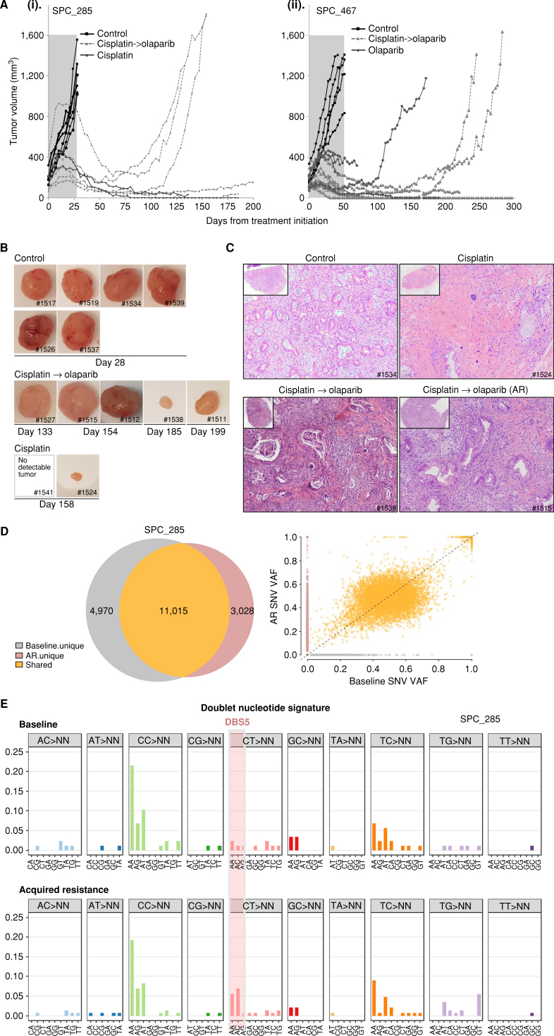 Figure 3. Preclinical olaparib maintenance therapy and establishment of an in vivo acquired resistant model. A, Tumor growth kinetics of two BRCA2-mutated PDAC PDXs with biallelic inactivation. i, SPC_285: Mice were initially randomized to control (vehicle; i.p.; once weekly) or cisplatin (2 mg/kg; i.p.; once weekly); n = 6–7/group. Cisplatin was administrated for 28 days, and mice were then split to continue cisplatin (n = 2) or to switch to maintenance olaparib (50 mg/kg; i.p.; 5 days on/2 days off). ii, SPC_467: Mice were randomized to control (n = 7), olaparib (n = 5), or cisplatin (n = 13). On day 50, cisplatin-treated mice were switched to olaparib (50 mg/kg/i.p.; 5 days on/2 days off). B, Tumor images of SPC_285 for each treatment group (top, control; middle, cisplatin → olaparib; and bottom, cisplatin) on sacrifice day as indicated. C, H&E representative images of tumors treated in control, cisplatin, and cisplatin → olaparib groups. AR, acquired resistance. D, Top: Venn diagrams showing SNV overlap between platinum-sensitive baseline and AR samples. Scatter plots comparing single-nucleotide variant (SNV) variant allele frequencies (VAF) of AR xenograft samples to paired baseline. Bottom, dotted black line represents y = x, where SNV VAF of AR xenograft is equal to SNV VAF of the baseline. Baseline unique variants are shown in gray, whereas AR unique variants are in red and shared variants in orange. E, Double nucleotide alterations characterized by doublet base substitutions of CT>AA/AC in the acquired resistance exposed to the platinum/PARPi model.