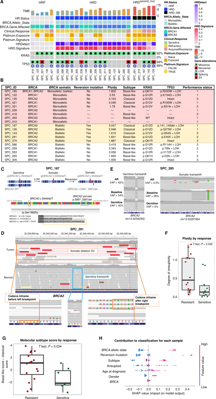 Figure 4. WGS and mechanisms of resistance. A, Genomic mutational profiles of 26 whole-genome sequenced tumors. Tumor mutational burden (TMB), HR status, BRCA gene allelic state, mutated BRCA gene, patient clinical response, patient platinum exposure, presence of platinum mutational signature, HRDetect score, HRD mutational signature proportion, tumor ploidy, and mutations observed in PDAC driver genes are shown. HRD−SM, HRDsecond_mut; SV, structural variant. B, Table of resistant samples with specific information. WT, wild-type. C, Illustration of secondary mutation reversing reading frame back to WT in patient SPC_187. D, Integrative Genomics Viewer (IGV) snapshot of SPC_291 WGS reads mapping to the BRCA2 locus. Reads from normal are shown in the middle, where the blue box highlights a 1-bp germline frameshift with a zoomed-in view on the right. Reads from tumor are shown on top, where the orange box highlights a somatic SV that deletes the region around the germline frameshift. Zoomed-in view of somatic SV breakpoints at the bottom shows BRCA2 codons reverted to inframe as a result of SV. E, IGV snapshot capturing the BRCA2 germline (left) and the somatic (right) insertion or deletion (indel) frameshift in SPC285. Reads mapping to this region are shown for the germline reference (bottom), platinum-sensitive baseline xenograft (middle), and acquired resistance (AR) xenograft (top). The AR clone was analyzed by WGS and compared with baseline PDX. F, Distance from diploid [absolute(ploidy-2)] in resistant and sensitive samples (P < 0.05). G, Molecular subtype by response—basal-like score–classical score in resistant and sensitive samples (P < 0.05). H, SHAP analysis. A detailed perspective on the contribution of the various factors to the resistance classification score. Each line corresponds to one factor and each dot in it to a single sample (patient). The color of the dot represents the value of the factor for that sample (high BRCA allelic state value corresponds to monoallelic, high reversion-mutation value corresponds to the presence of the reverse mutation, high subtype value corresponds to “basal-like,” high sex value corresponds to female, and high BRCA value corresponds to BRCA2). The location of the dot on the x-axis is the relevant SHAP value of that factor for that sample. As an example, the red dots on the far right at the “Reversion mutation” line indicate that the presence of this mutation (in five patients) is a very strong indicator of resistance. The features on the y-axis are ordered by their average importance.