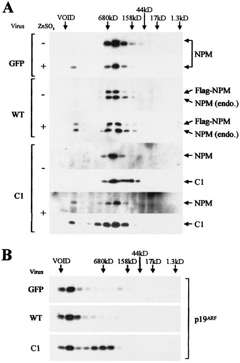 FIG. 8.