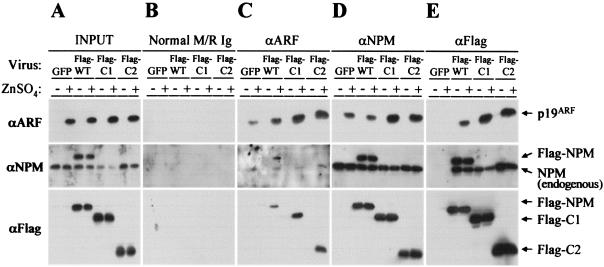 FIG. 7.