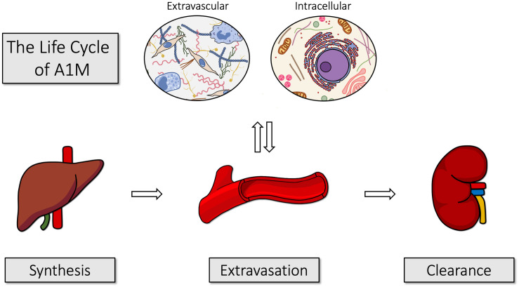 FIGURE 3