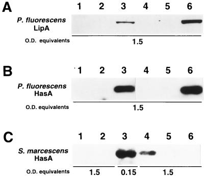 FIG. 5