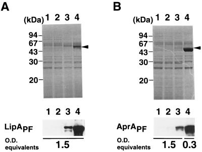 FIG. 4