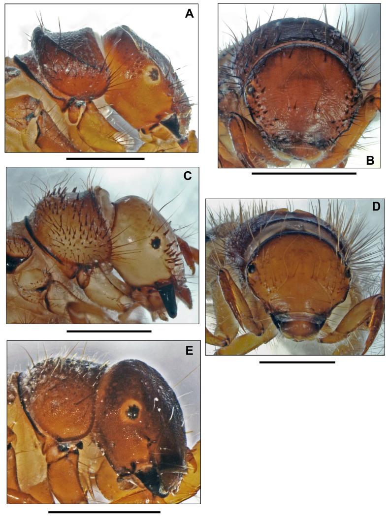 Fig. 8