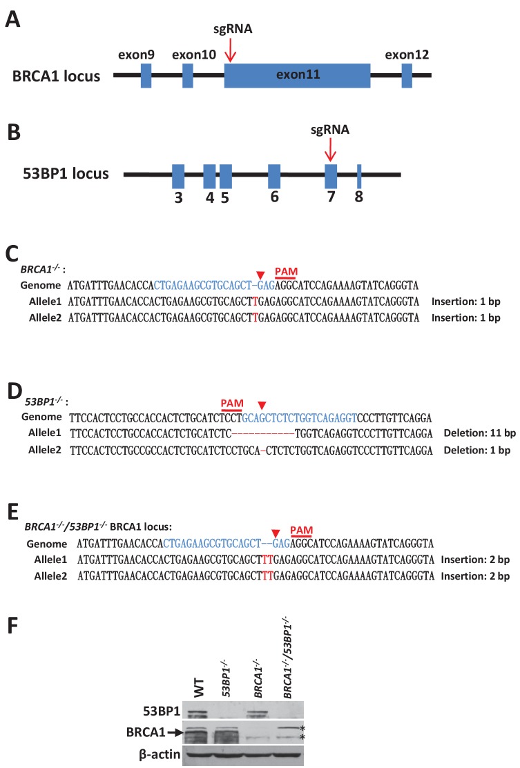 Figure 2—figure supplement 2.