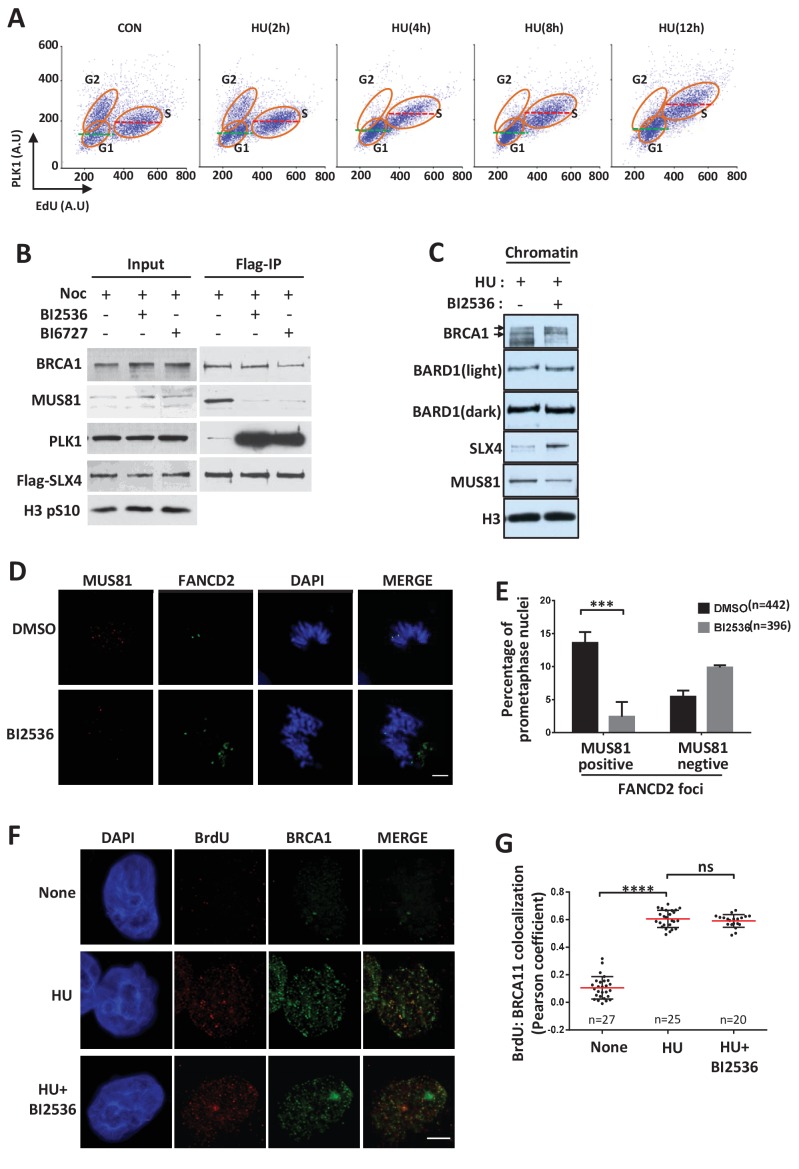 Figure 6—figure supplement 1.