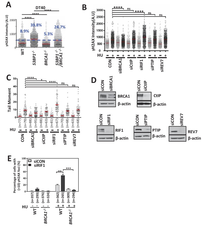 Figure 4—figure supplement 2.