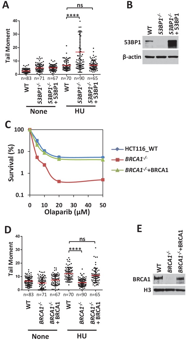 Figure 4—figure supplement 1.