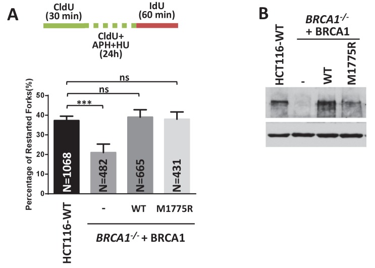 Figure 3—figure supplement 1.