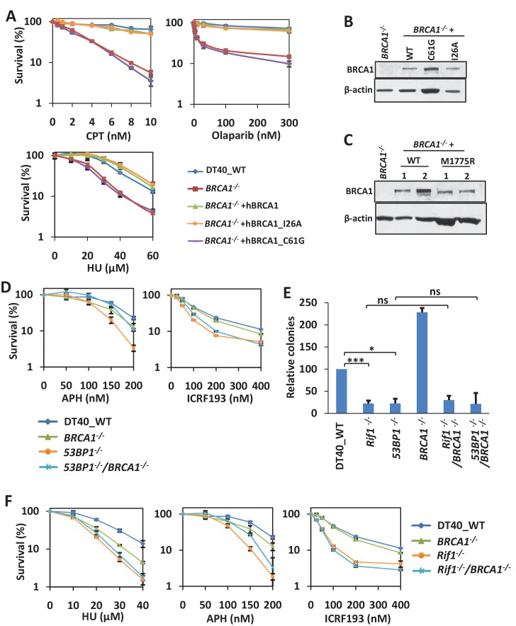 Figure 2—figure supplement 1.