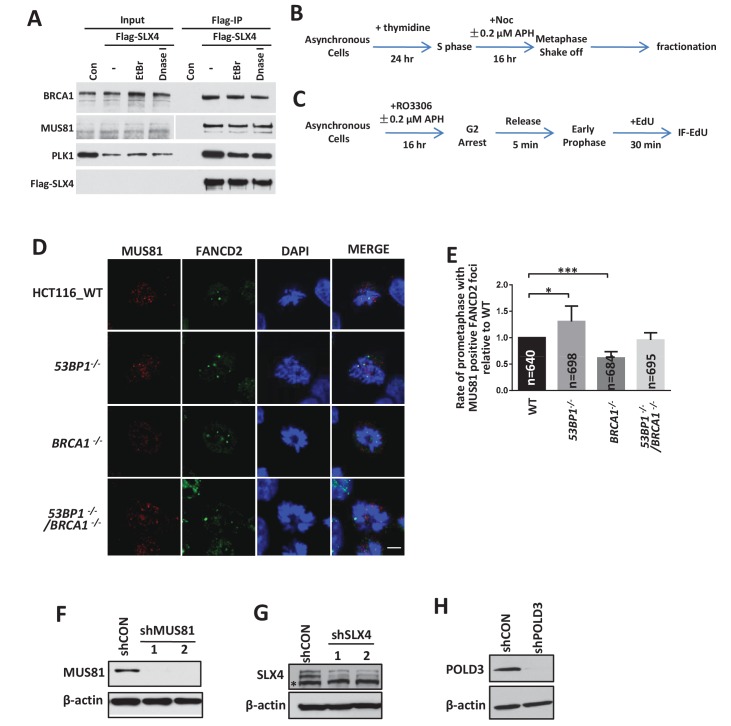 Figure 5—figure supplement 1.